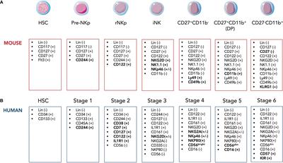 Inflammatory-driven NK cell maturation and its impact on pathology
